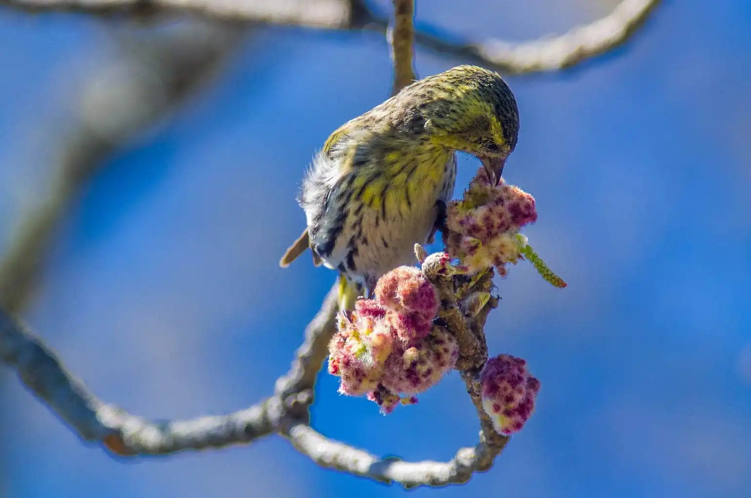野鳥画像・マヒワの写真