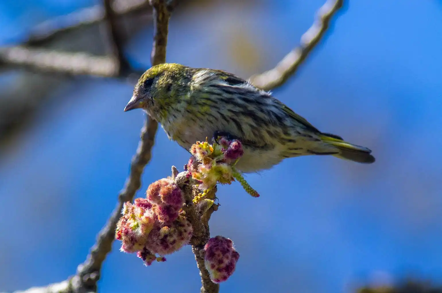 野鳥画像・マヒワの写真