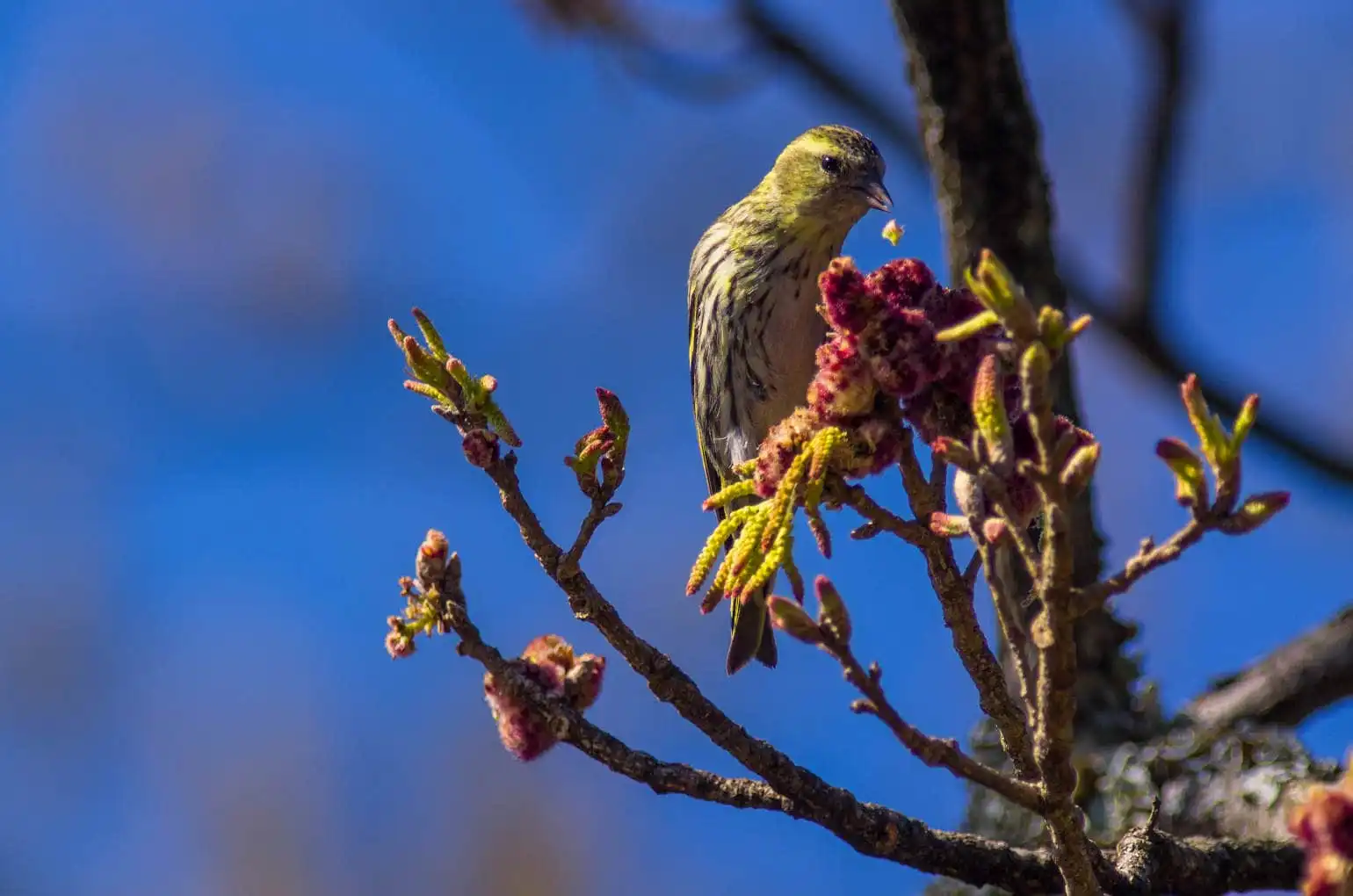 野鳥画像・マヒワの写真