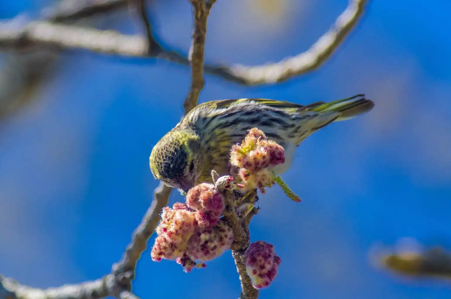 野鳥画像・マヒワの写真