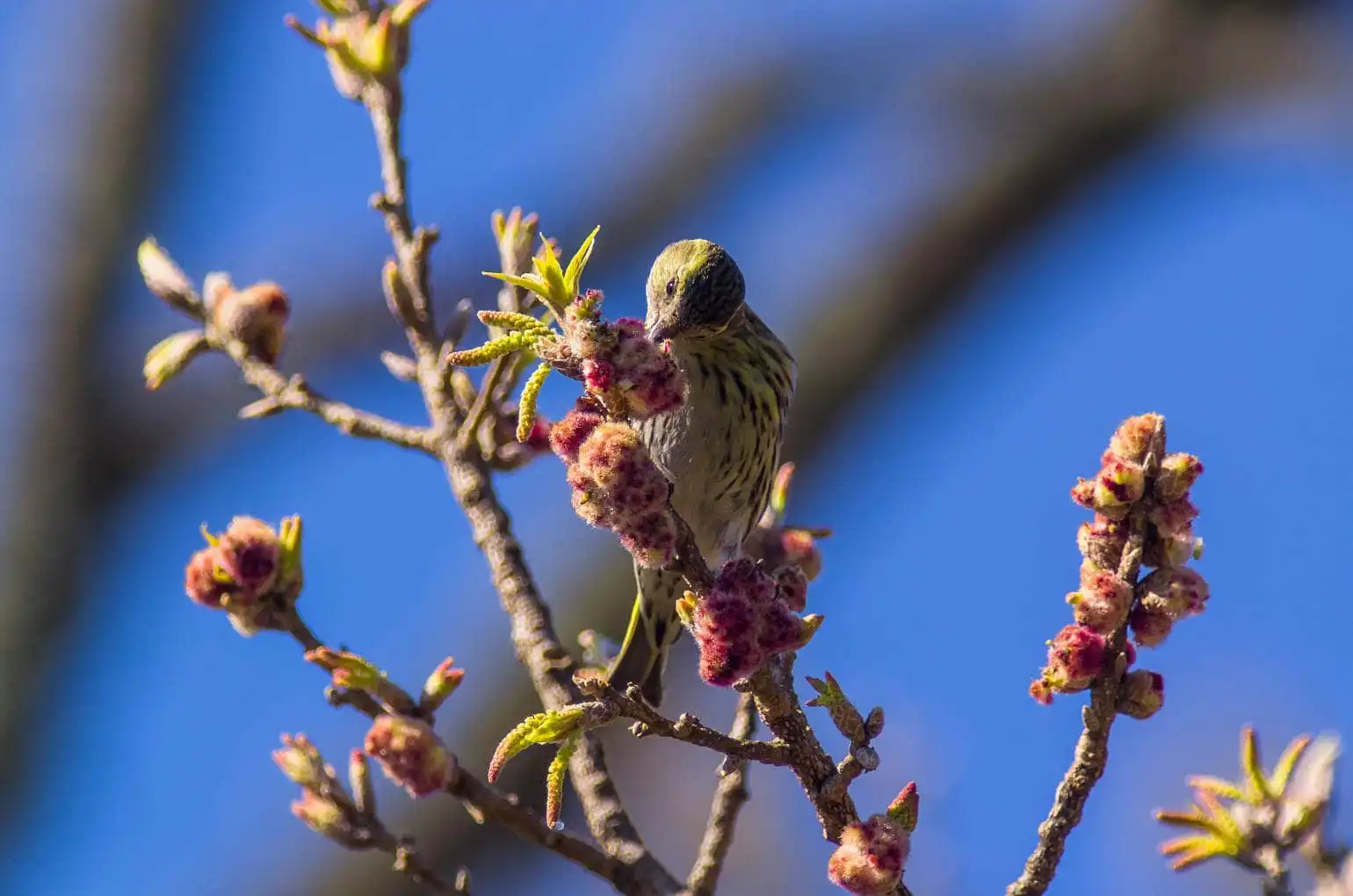 野鳥画像・マヒワの写真