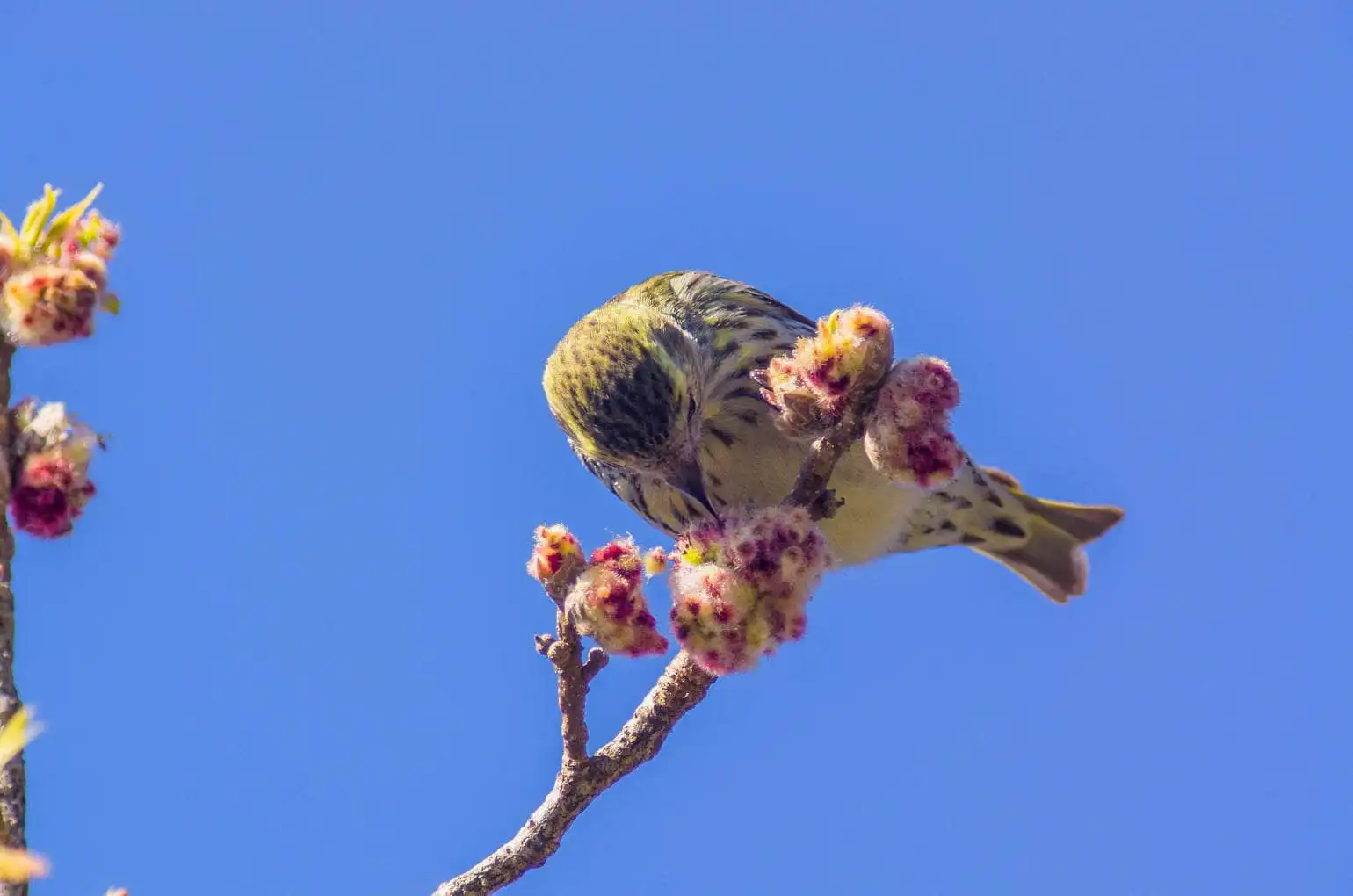 野鳥画像・マヒワの写真