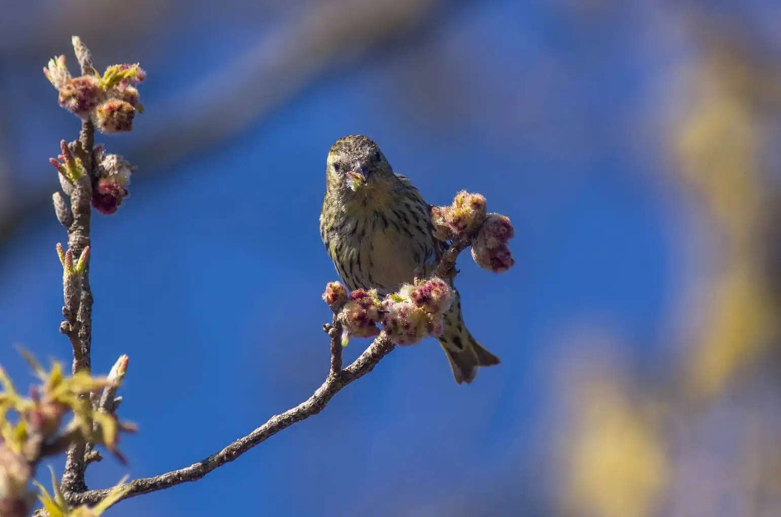 野鳥画像・マヒワの写真