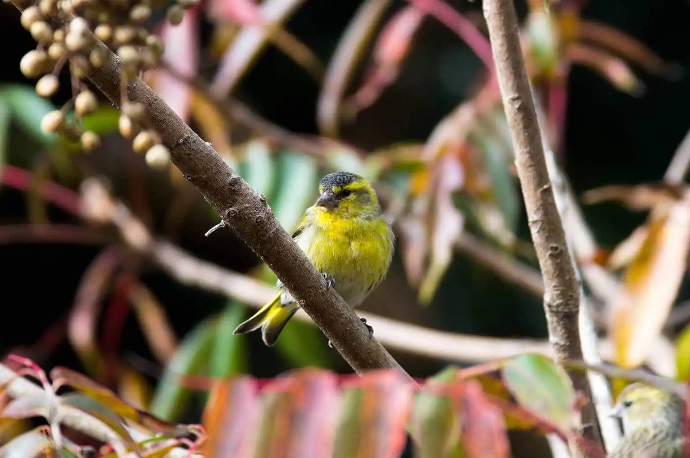 野鳥画像・マヒワの写真