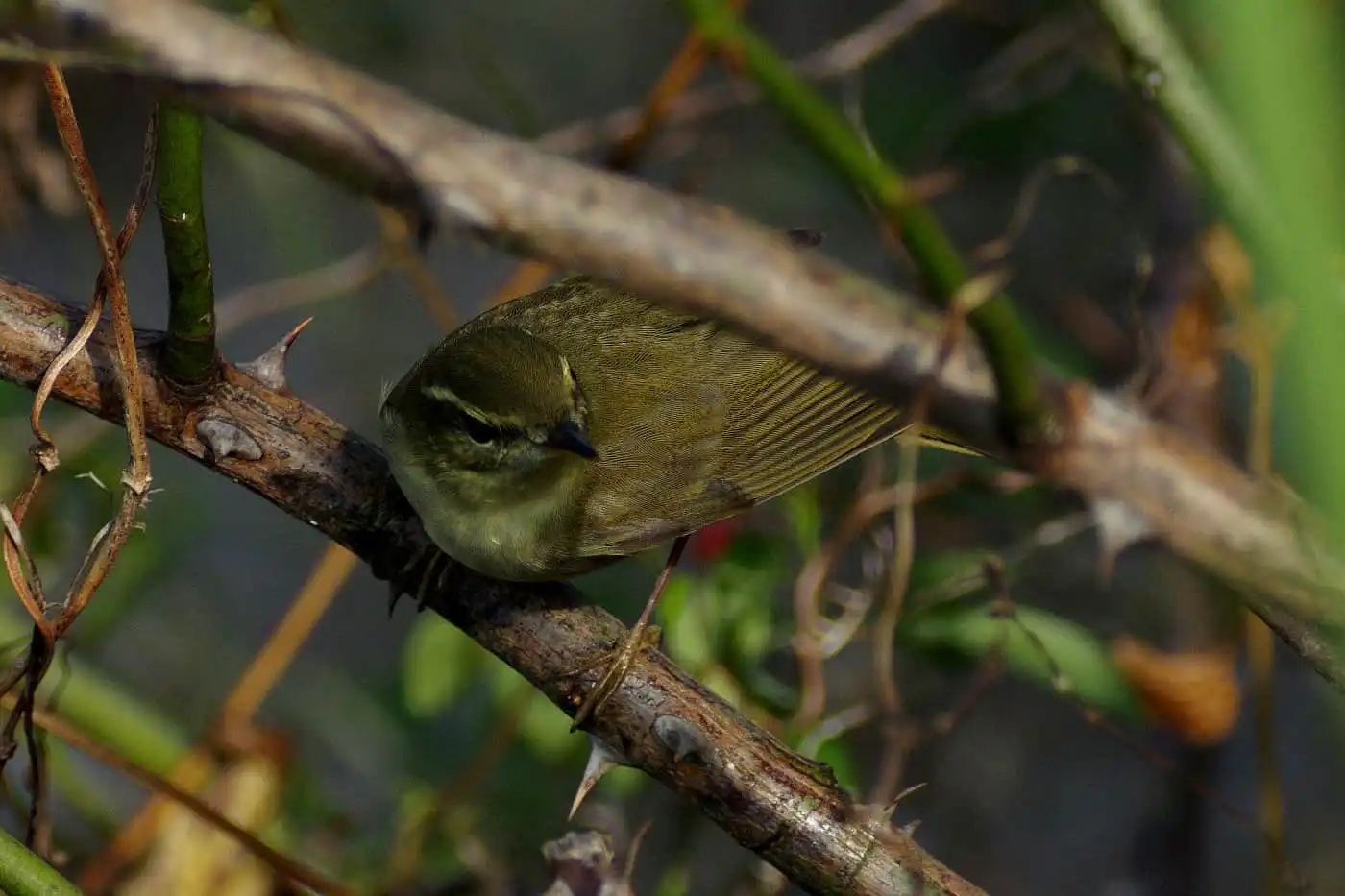野鳥写真・メボソムシクイの写真