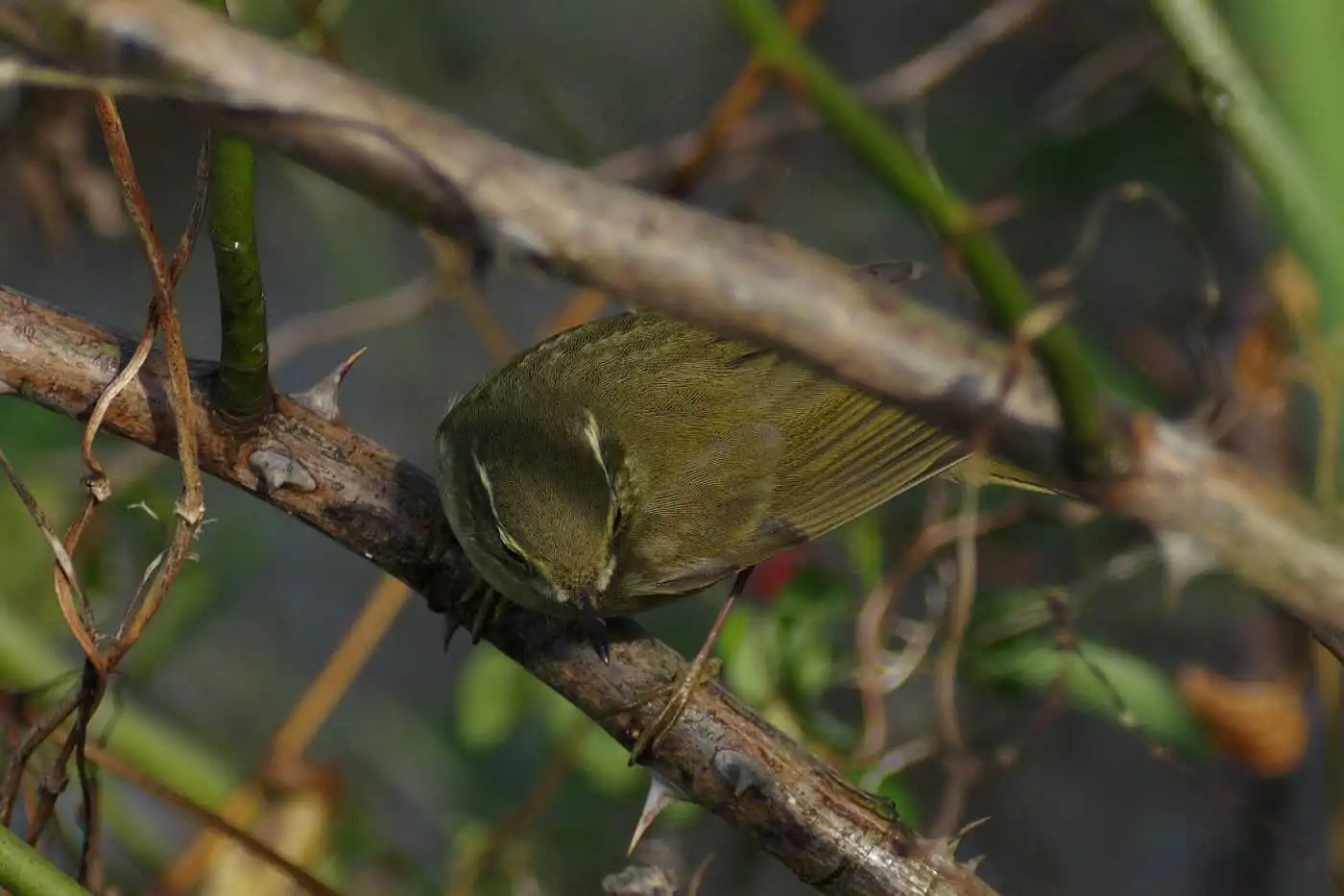 野鳥写真・メボソムシクイの写真