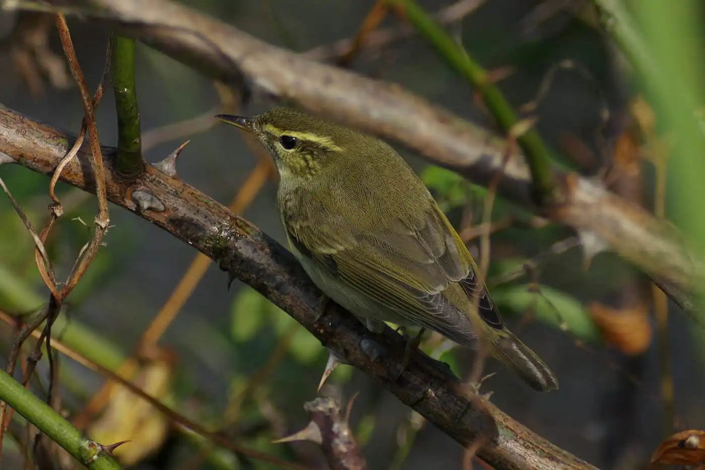 野鳥写真・メボソムシクイの写真