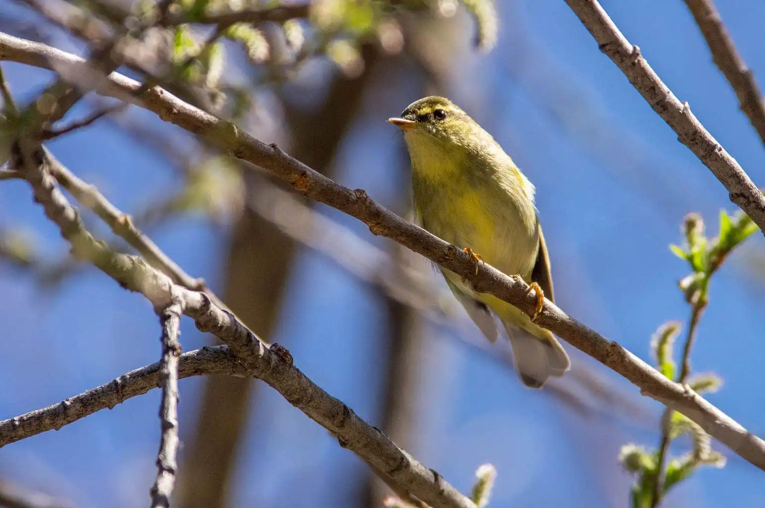 野鳥写真・メボソムシクイの写真