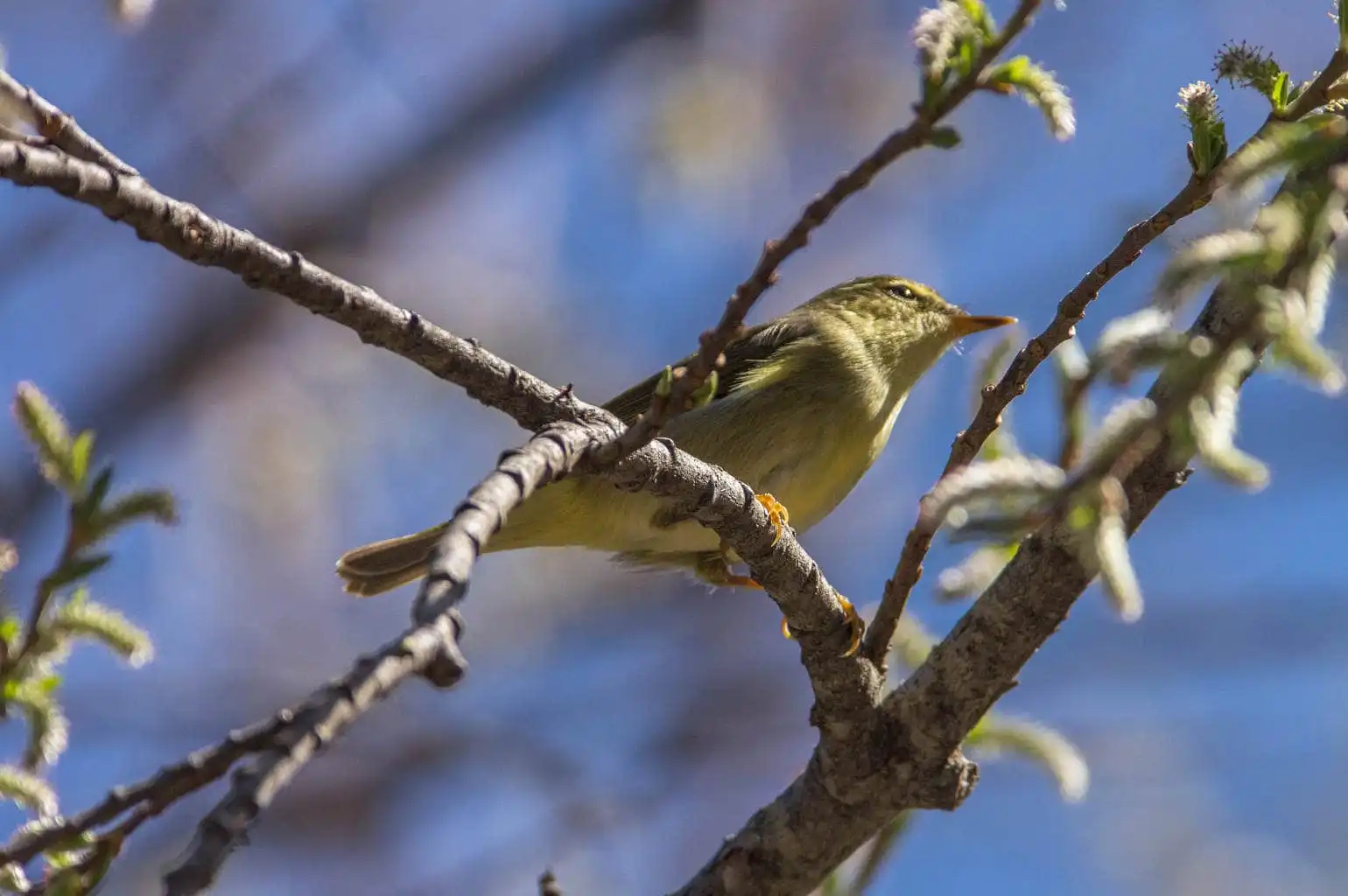 野鳥写真・メボソムシクイの写真