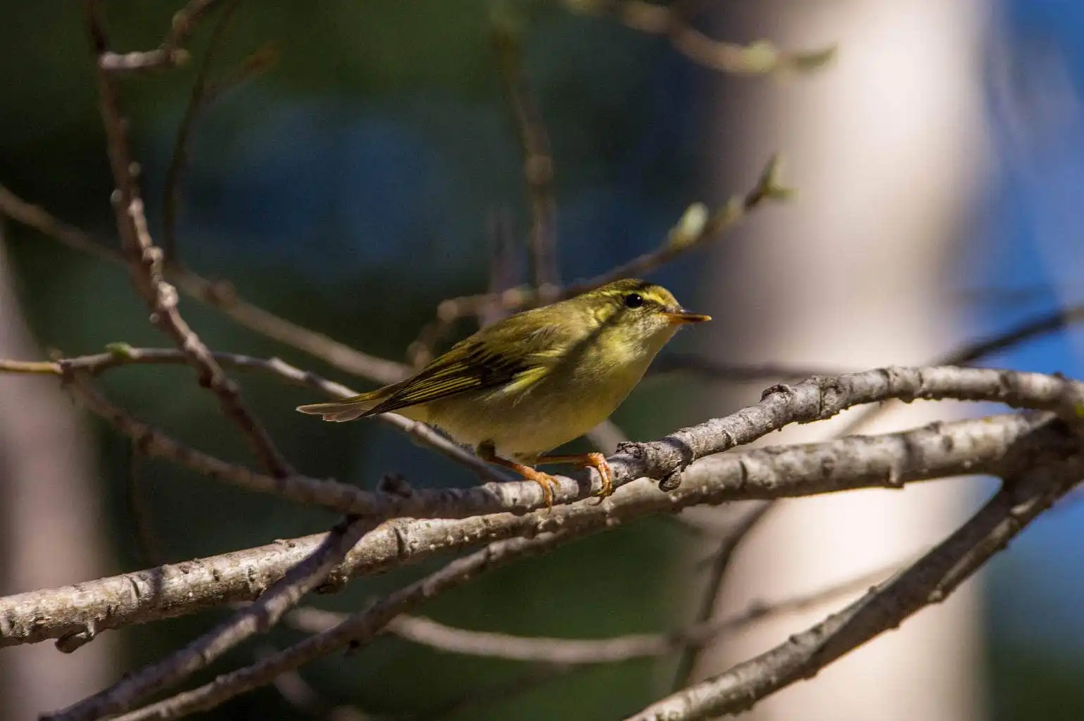 野鳥写真・メボソムシクイの写真