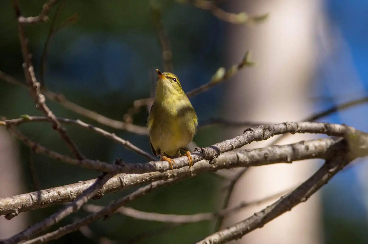 野鳥写真・メボソムシクイの写真