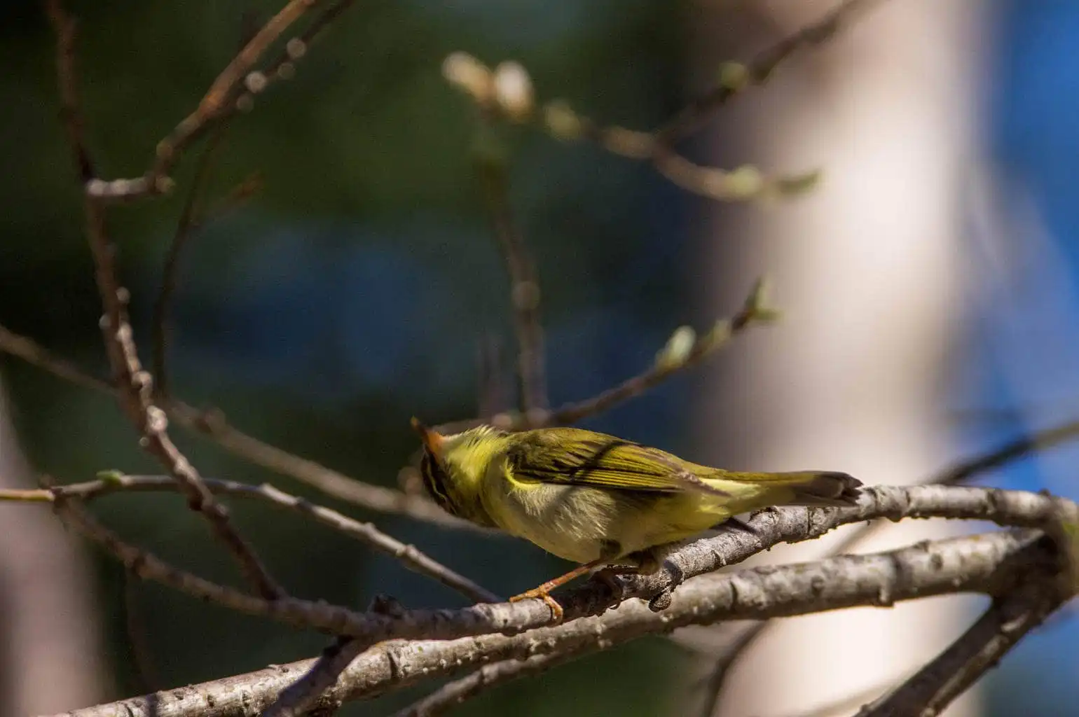野鳥写真・メボソムシクイの写真