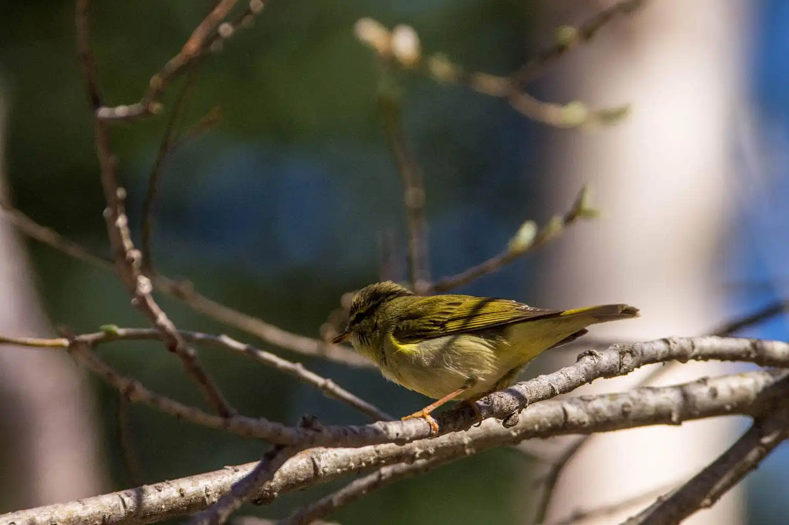 野鳥写真・メボソムシクイの写真