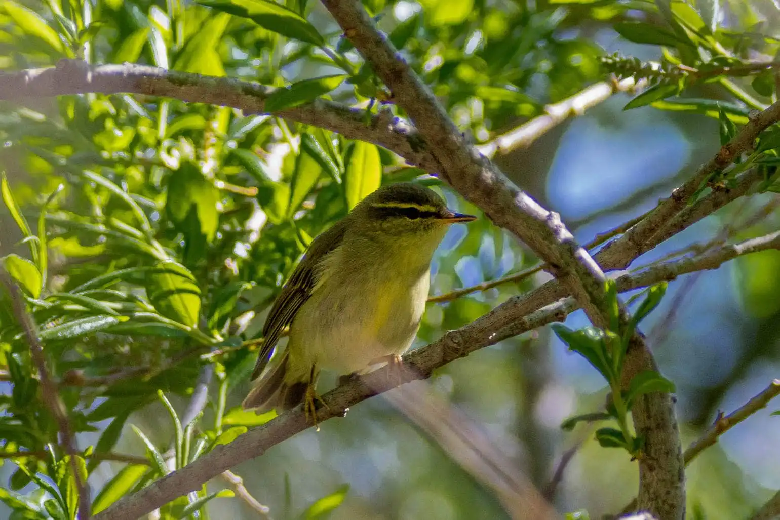野鳥写真・メボソムシクイの写真