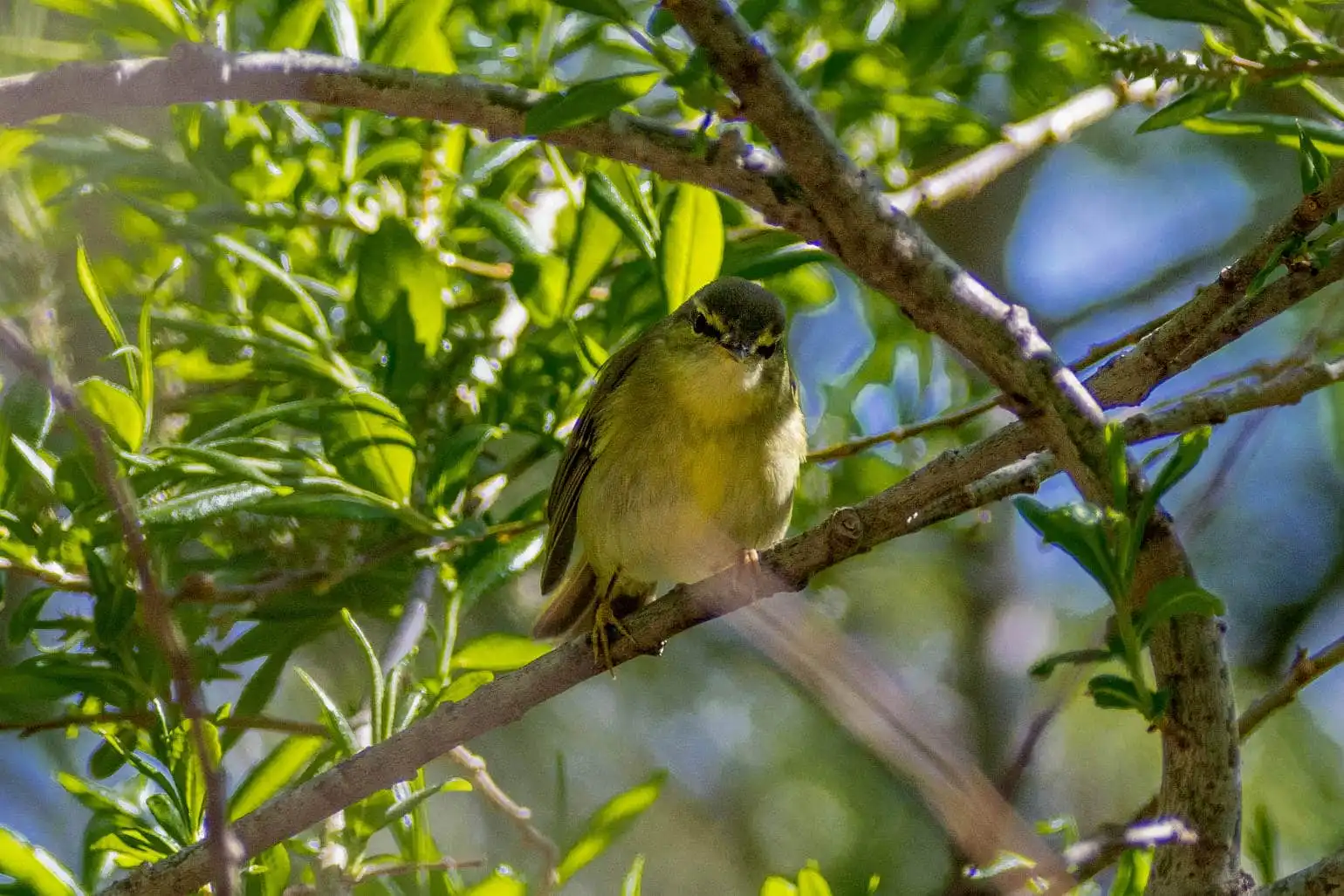 野鳥写真・メボソムシクイの写真