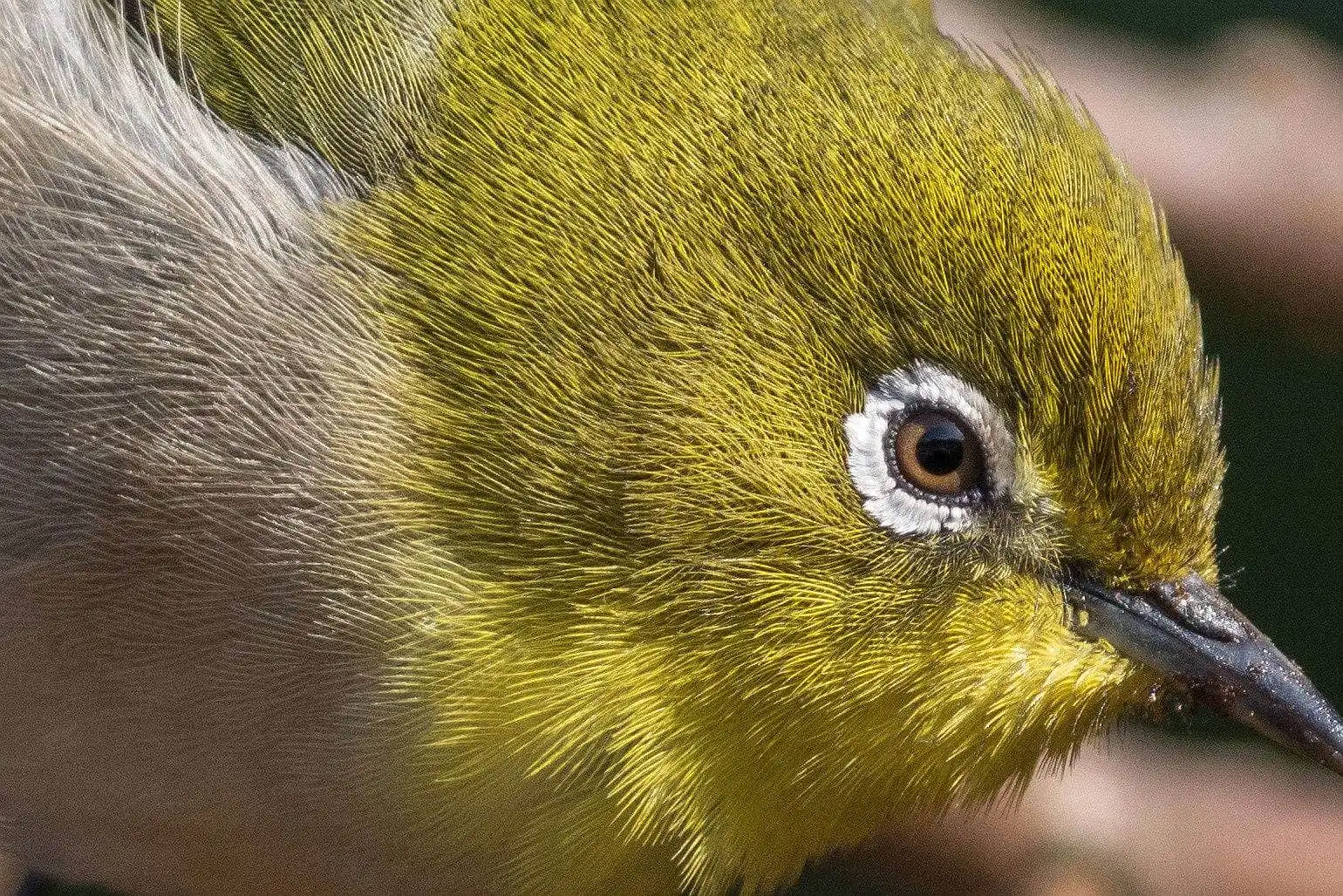 野鳥画像・メジロの高解像ドアップ等倍写真
