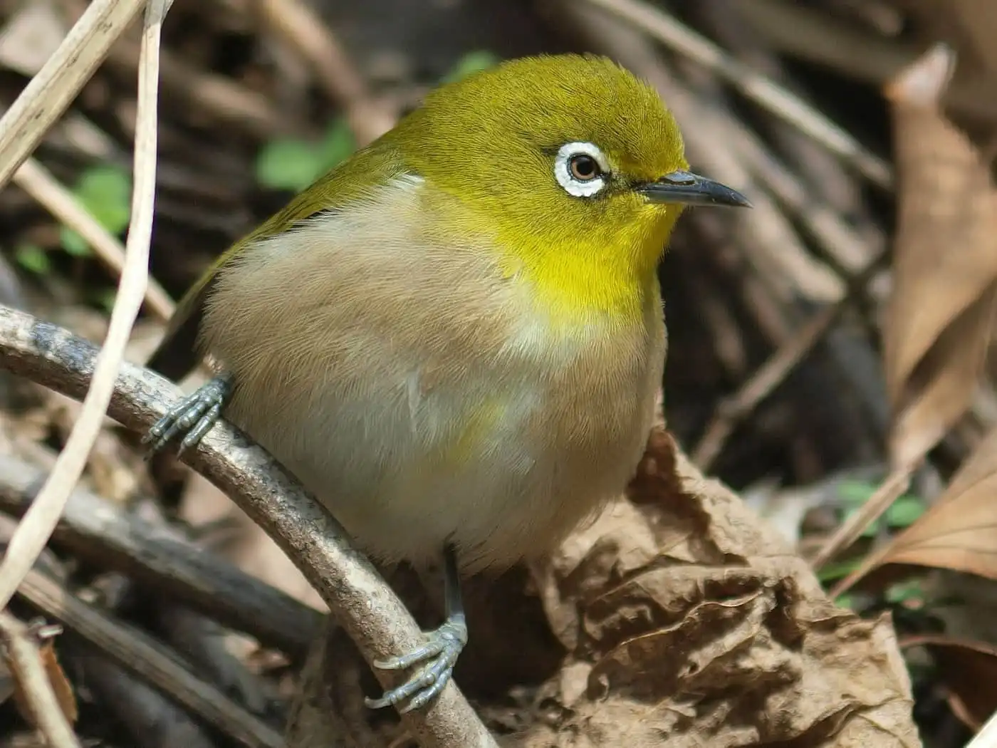野鳥画像・メジロの高解像ドアップ写真