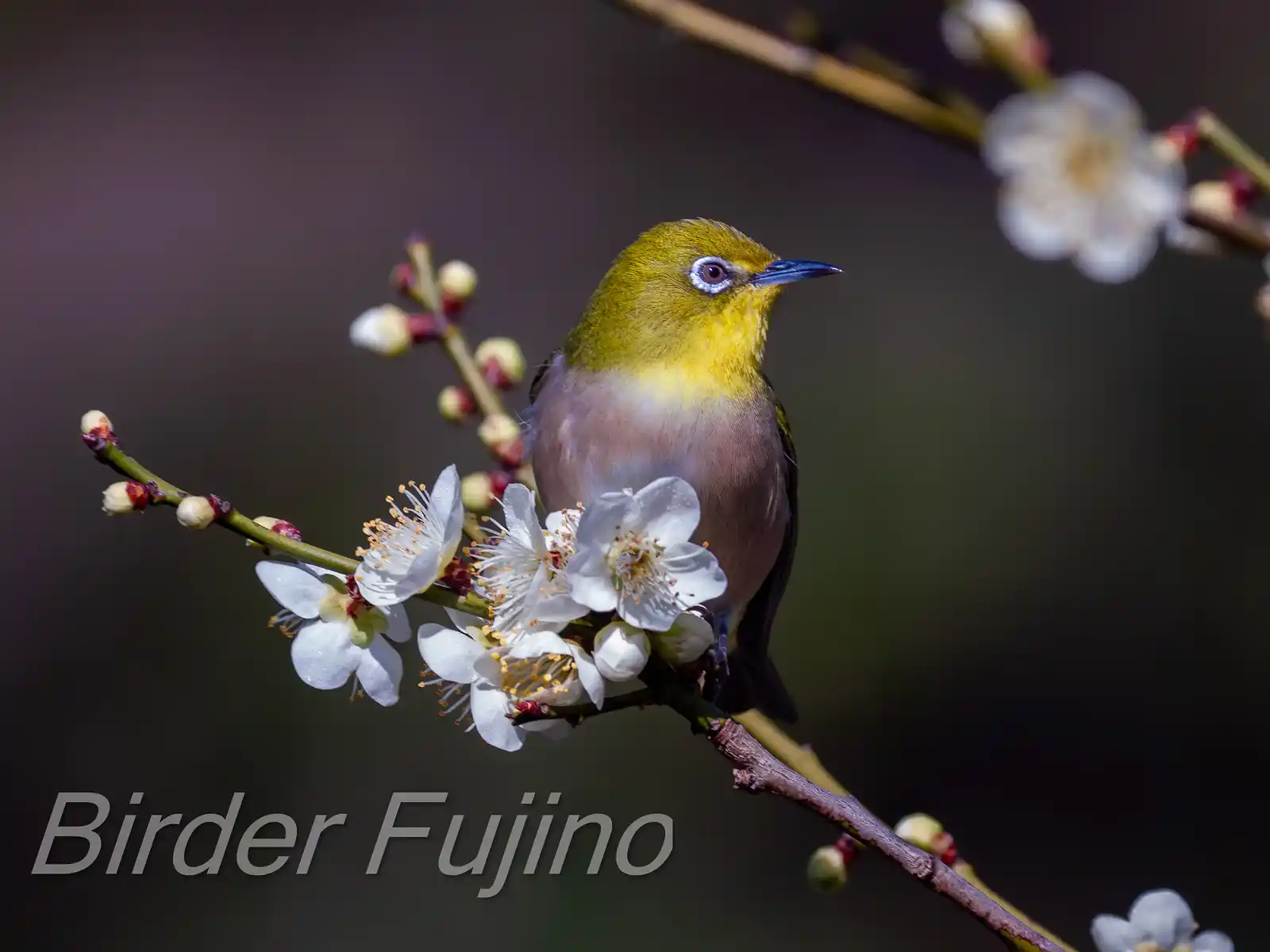 野鳥画像・梅の花とメジロの写真