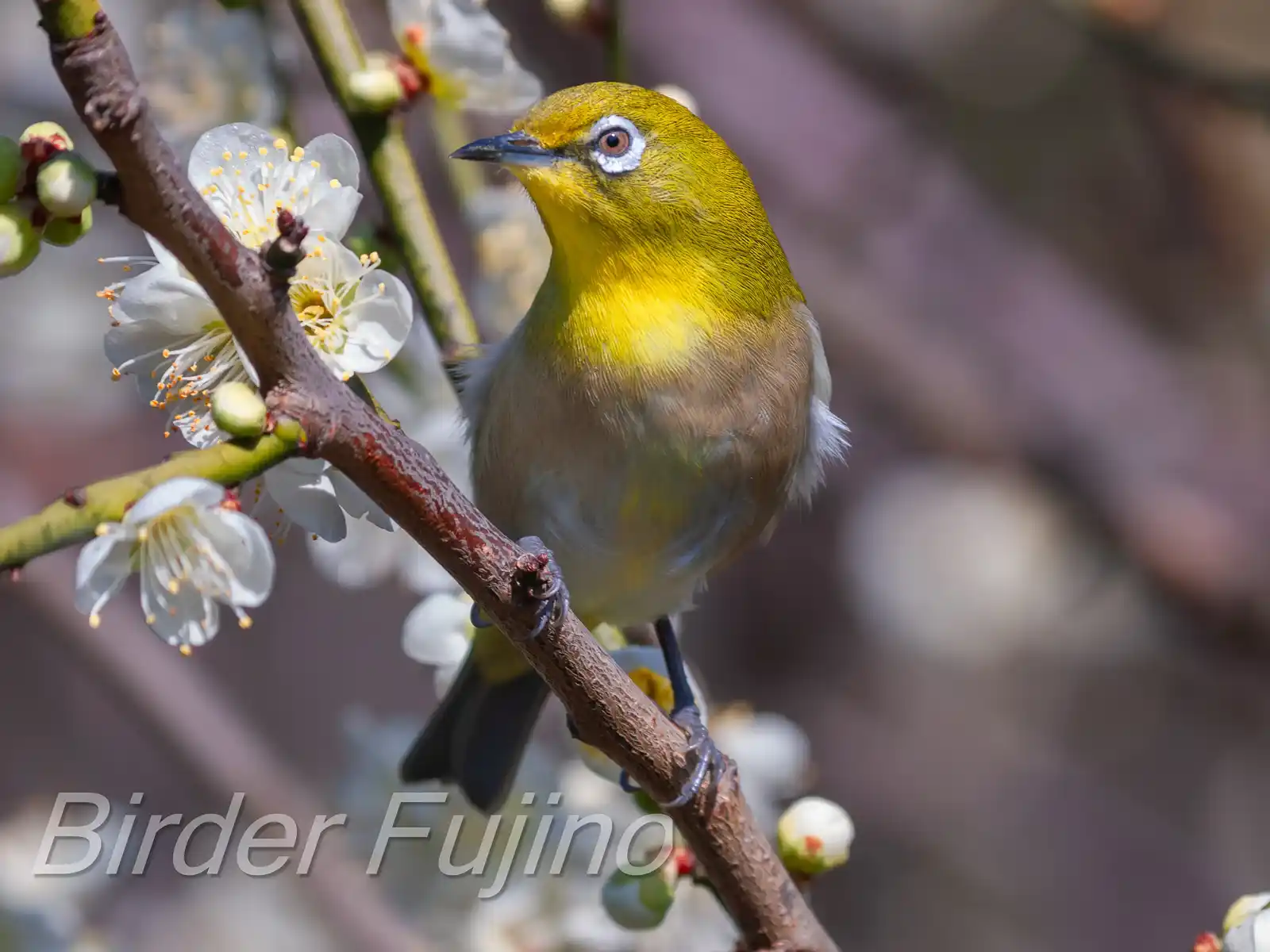野鳥画像・梅の花とメジロの高解像写真
