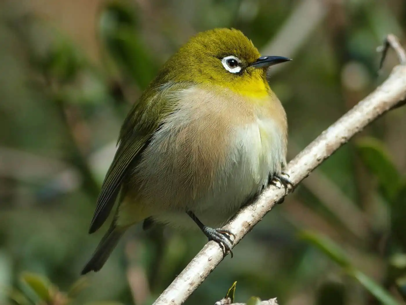 野鳥画像・メジロの高解像ドアップ写真