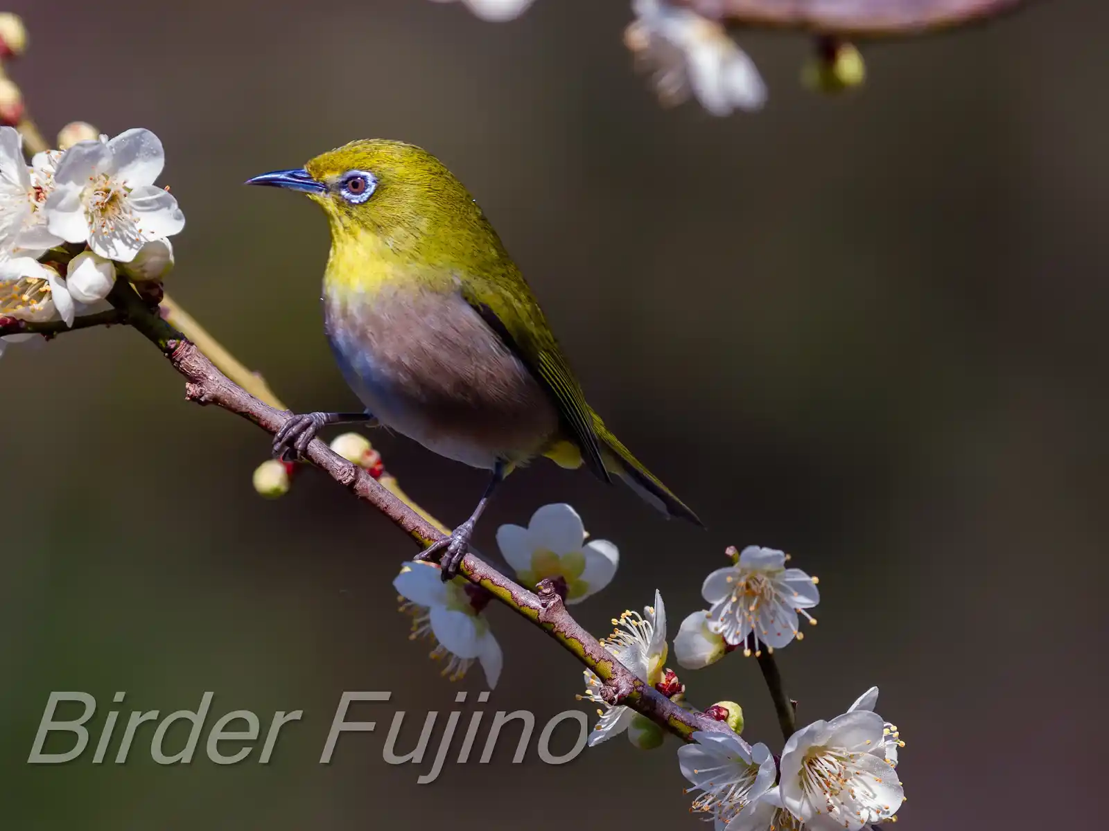 野鳥画像・梅の花とメジロの写真