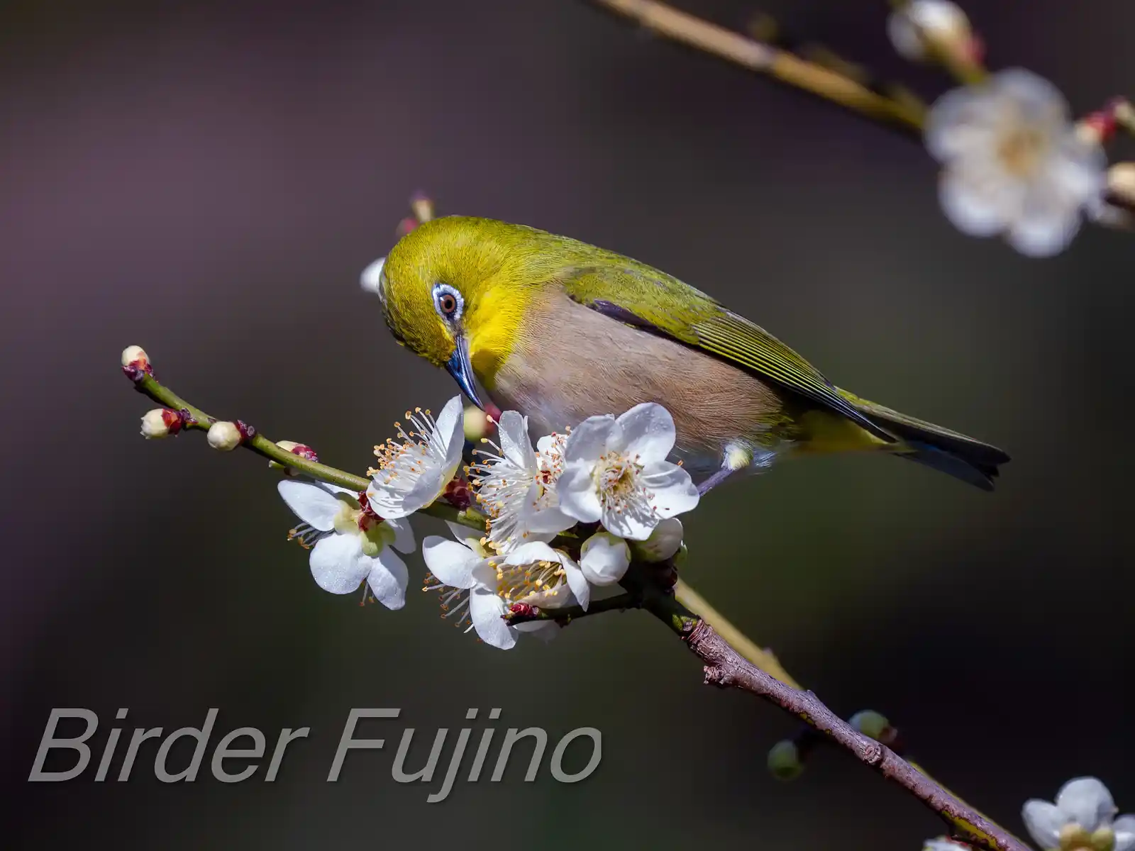 野鳥画像・梅の花とメジロの写真