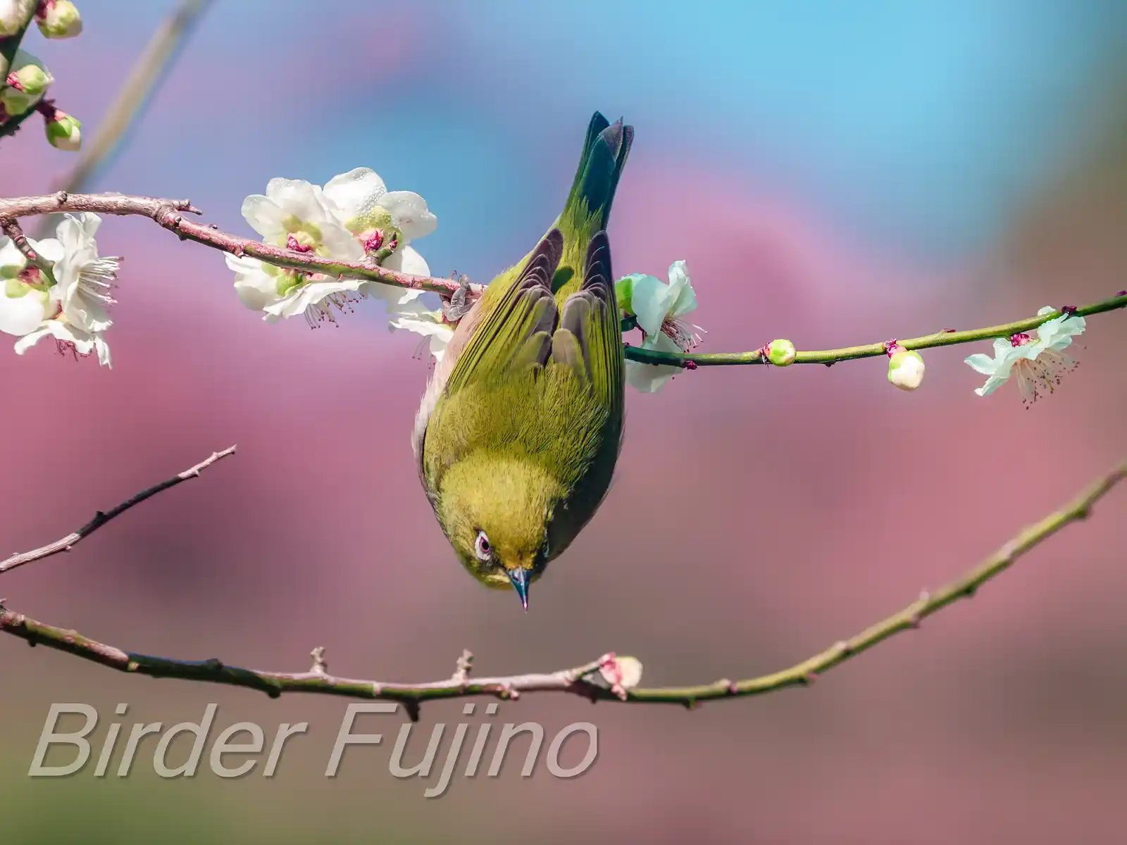 野鳥画像・梅の花と幻想的な背景のメジロの写真