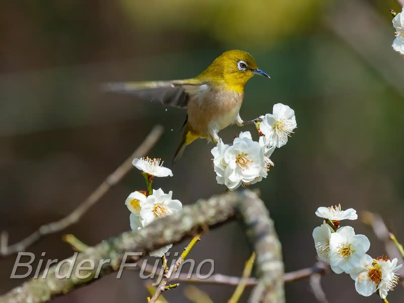 野鳥画像・梅の花とメジロの写真