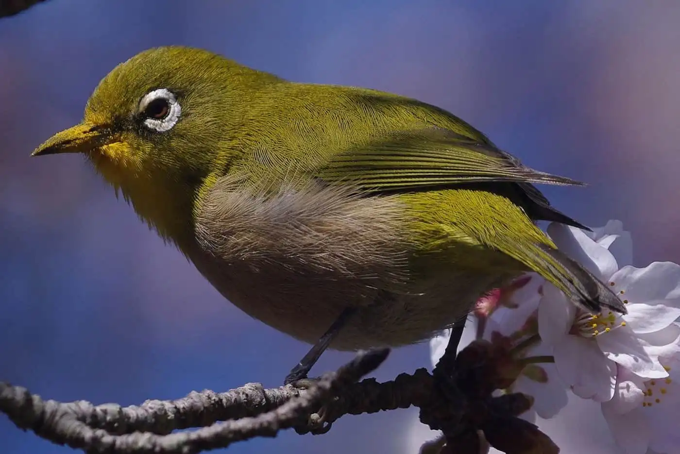 野鳥画像・桜の花とメジロの高解像ドアップ写真