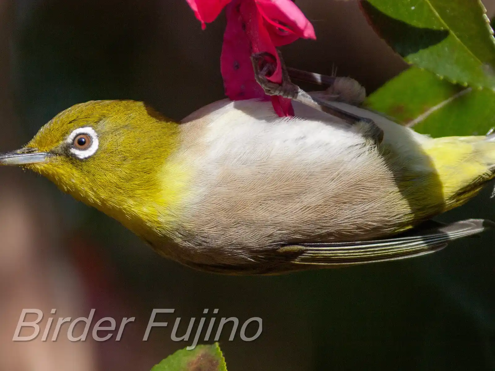 野鳥画像・サザンカとメジロの高解像ドアップ写真