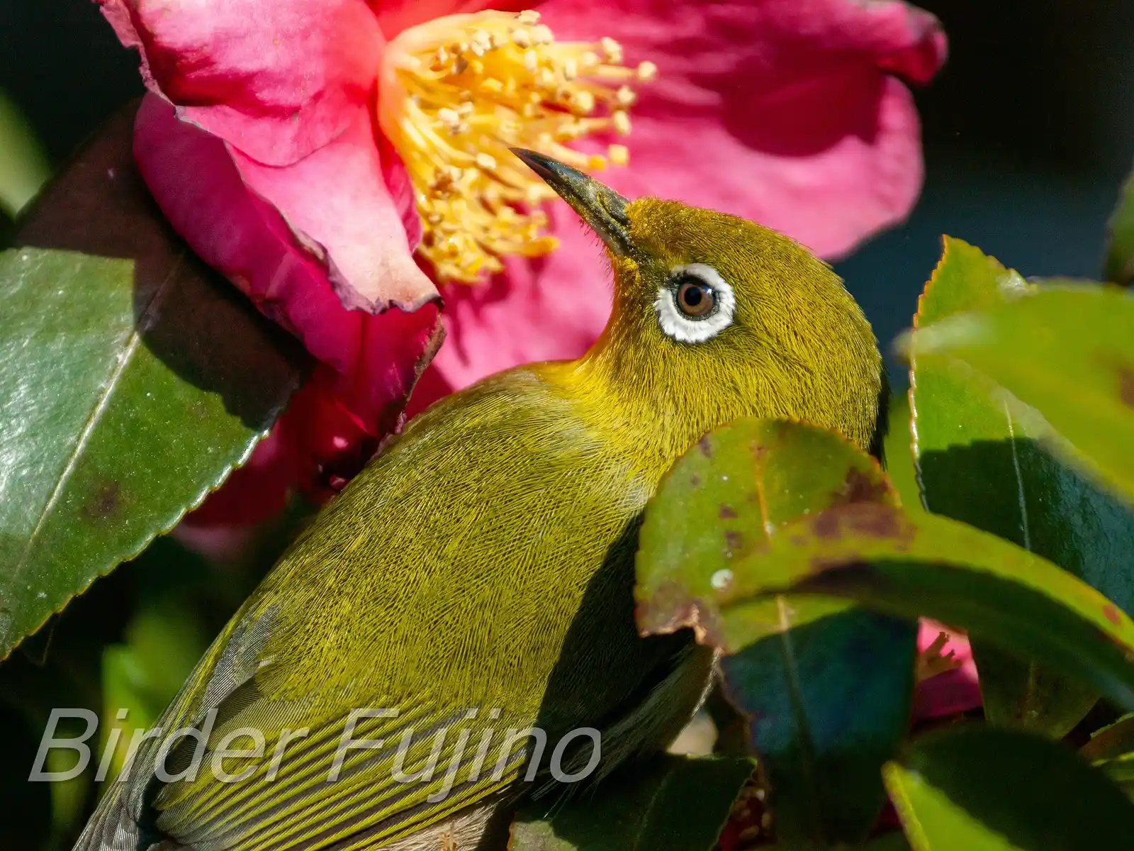 野鳥画像・サザンカとメジロの高解像上半身ドアップ写真