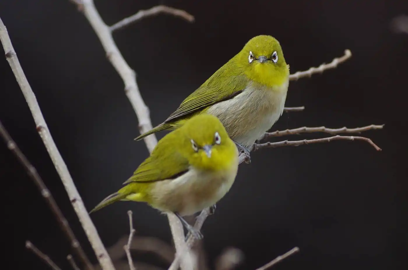 野鳥画像・メジロの写真