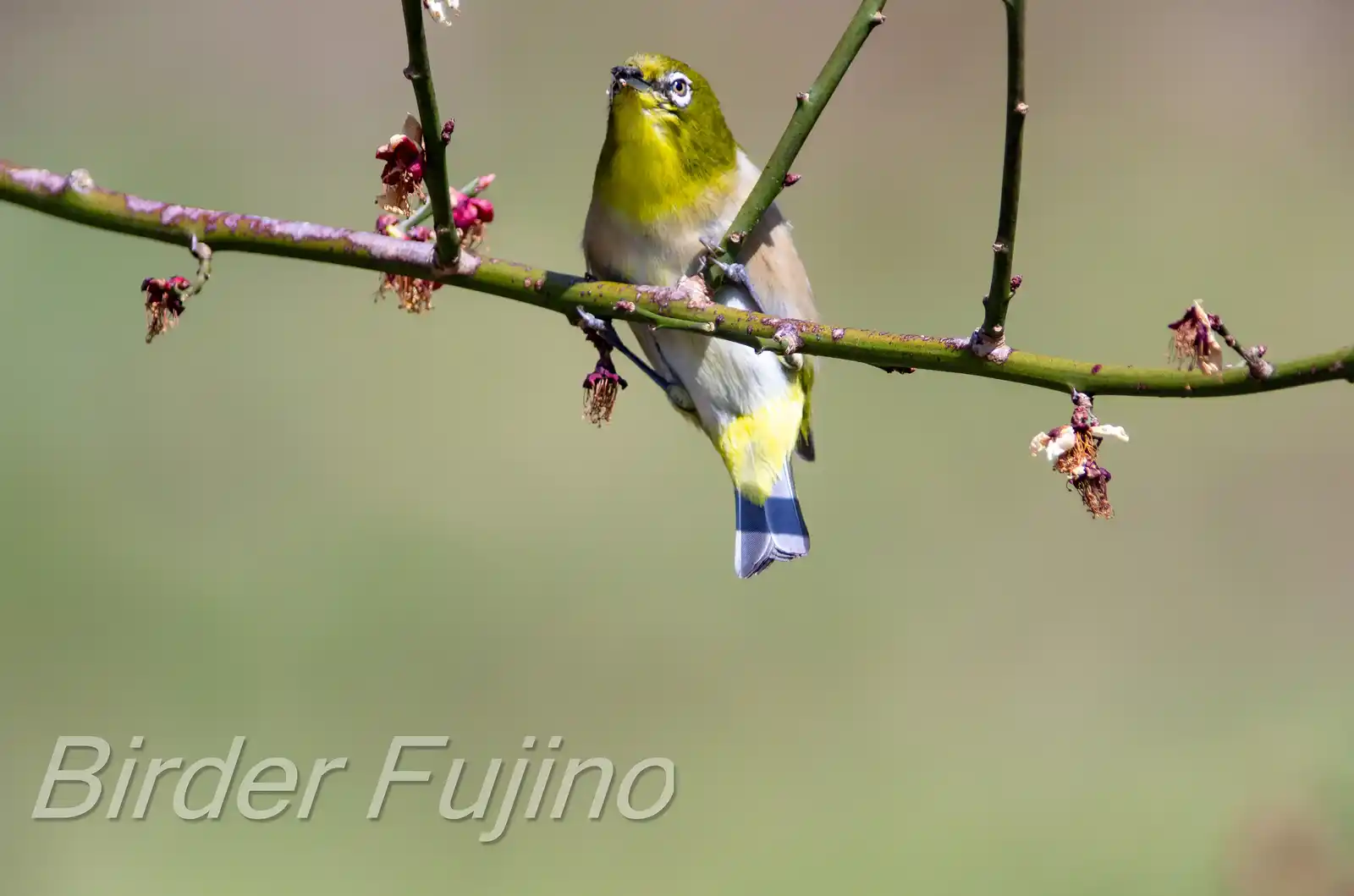 野鳥画像・梅の花とメジロの写真