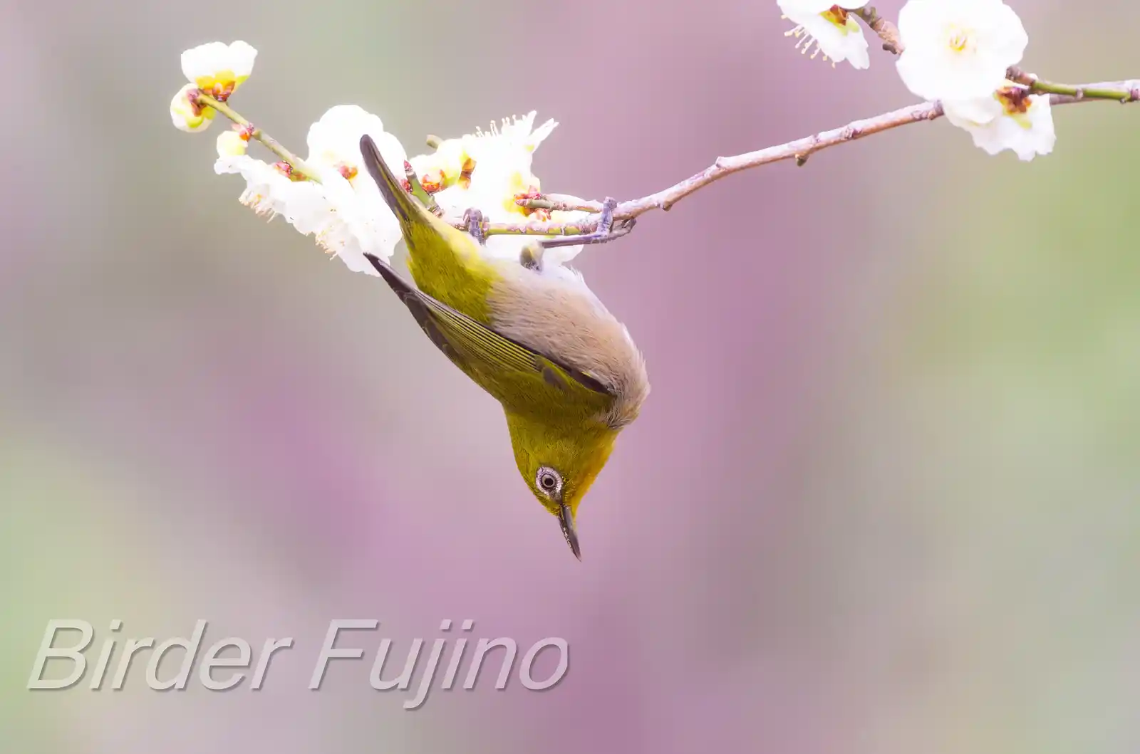 野鳥画像・幻想的な背景のメジロの写真