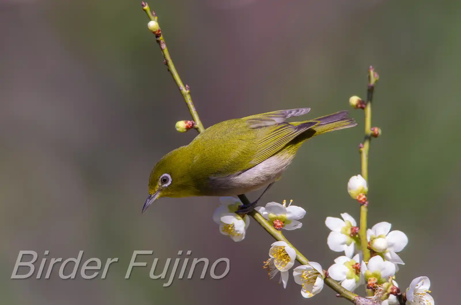 野鳥画像・梅の花とメジロの写真