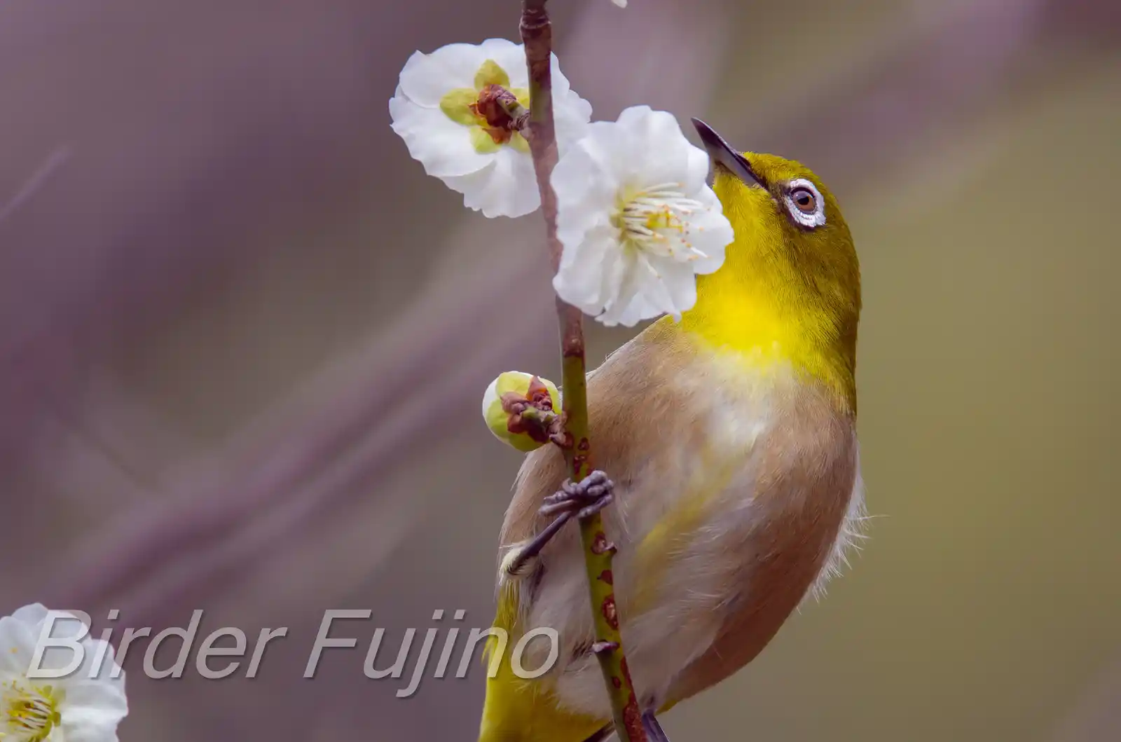 野鳥画像・梅の花とメジロの高解像ドアップ写真
