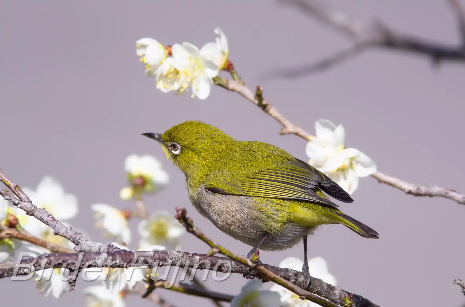 野鳥画像・梅の花とメジロの高解像写真