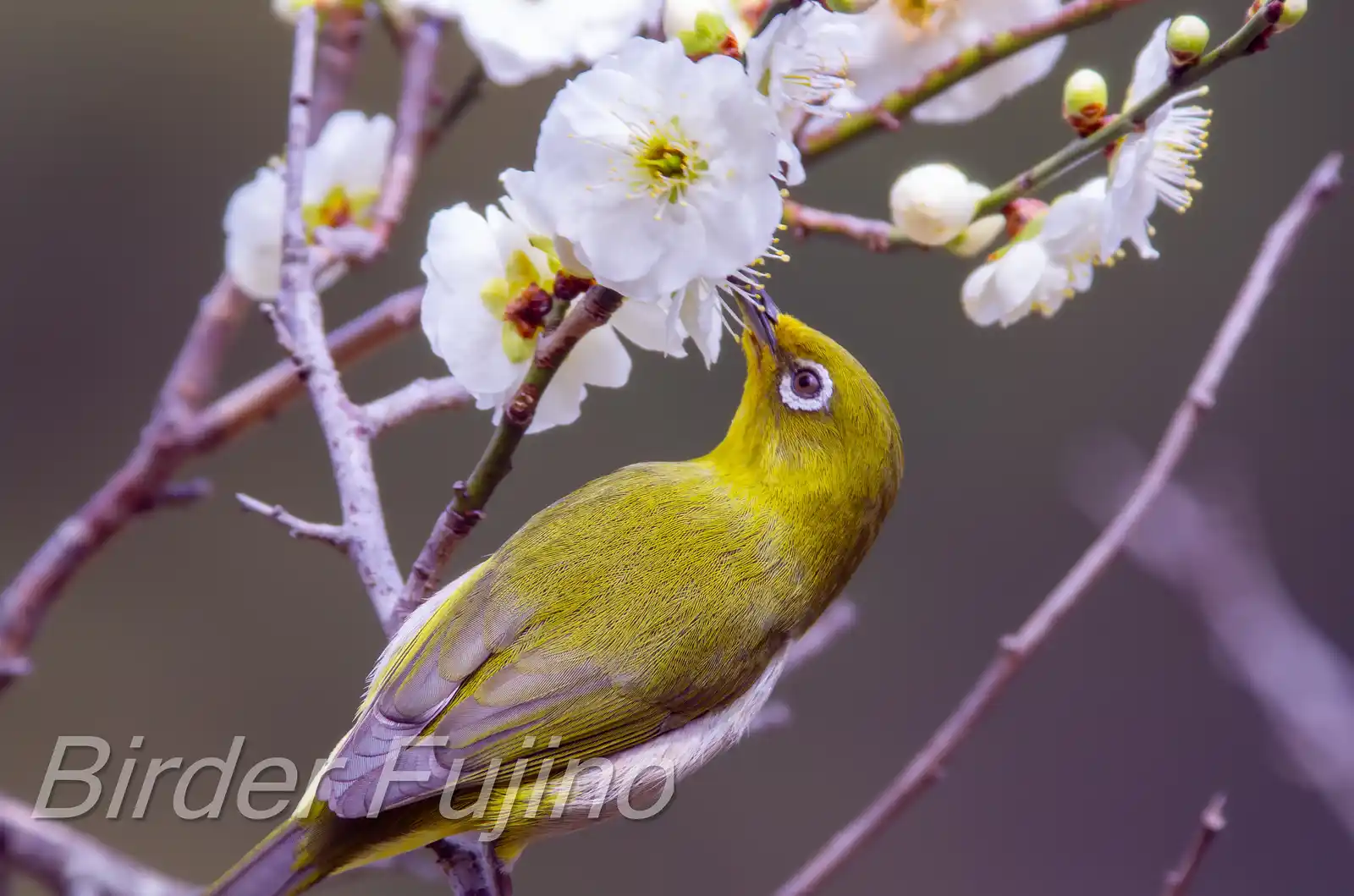 野鳥画像・梅の花とメジロの高解像写真