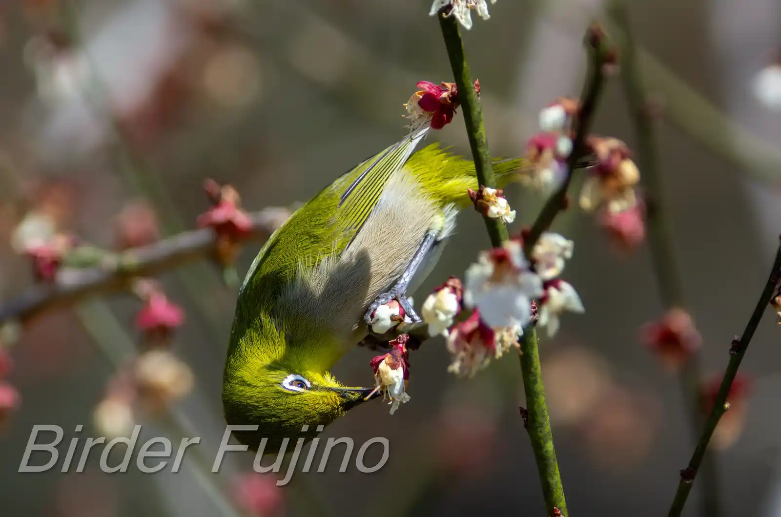 野鳥画像・梅の花とメジロの写真