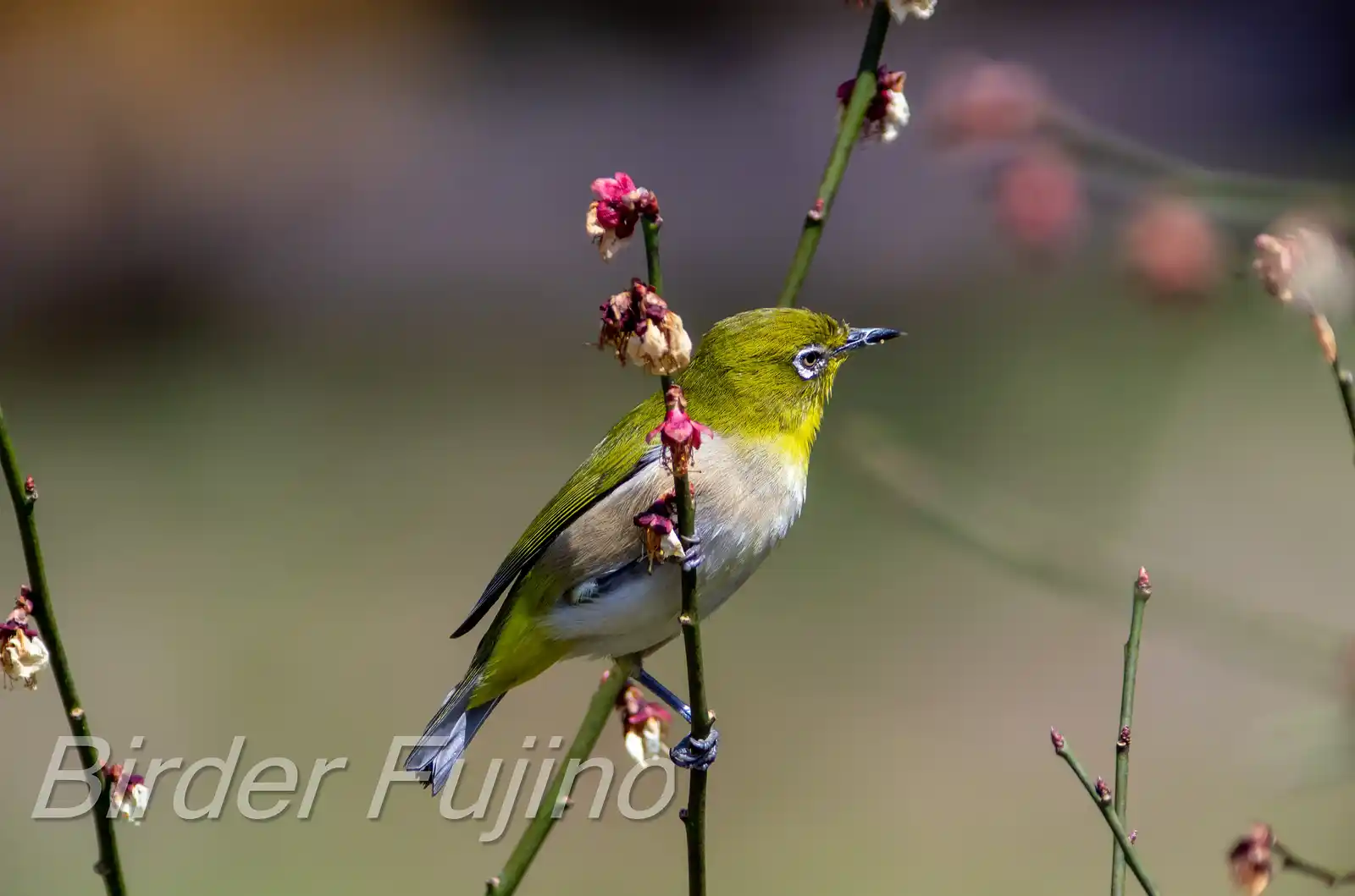 野鳥画像・梅の花とメジロの写真