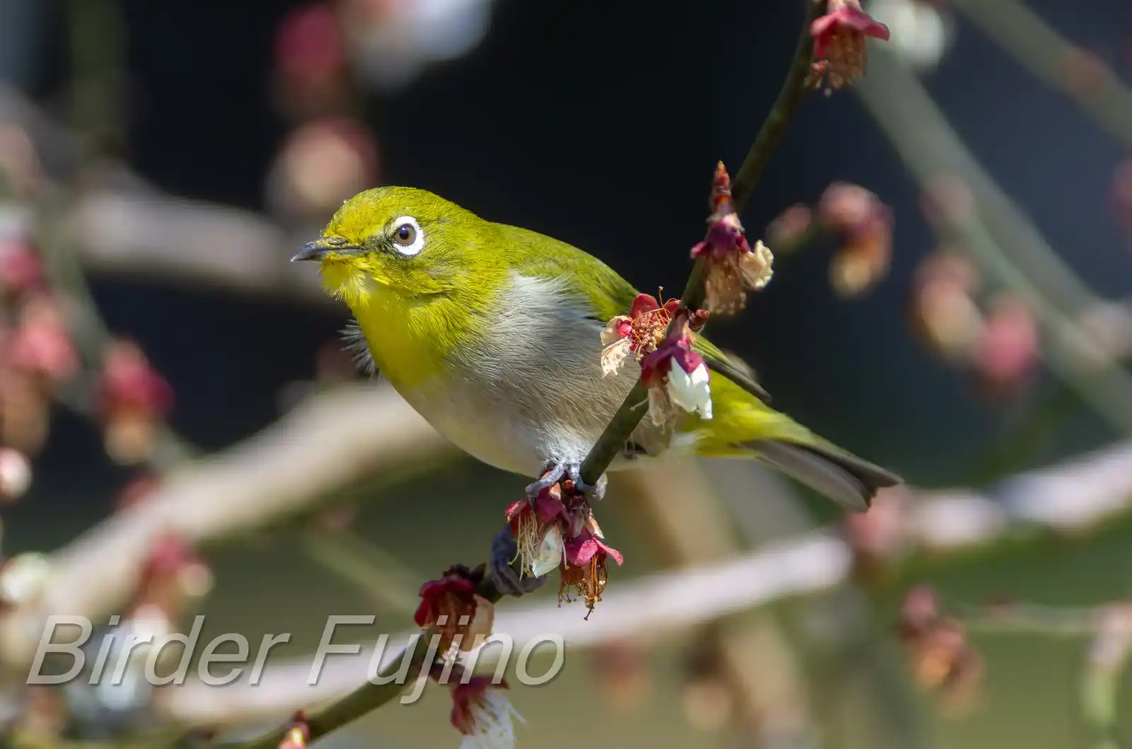 野鳥画像・梅の花とメジロの写真