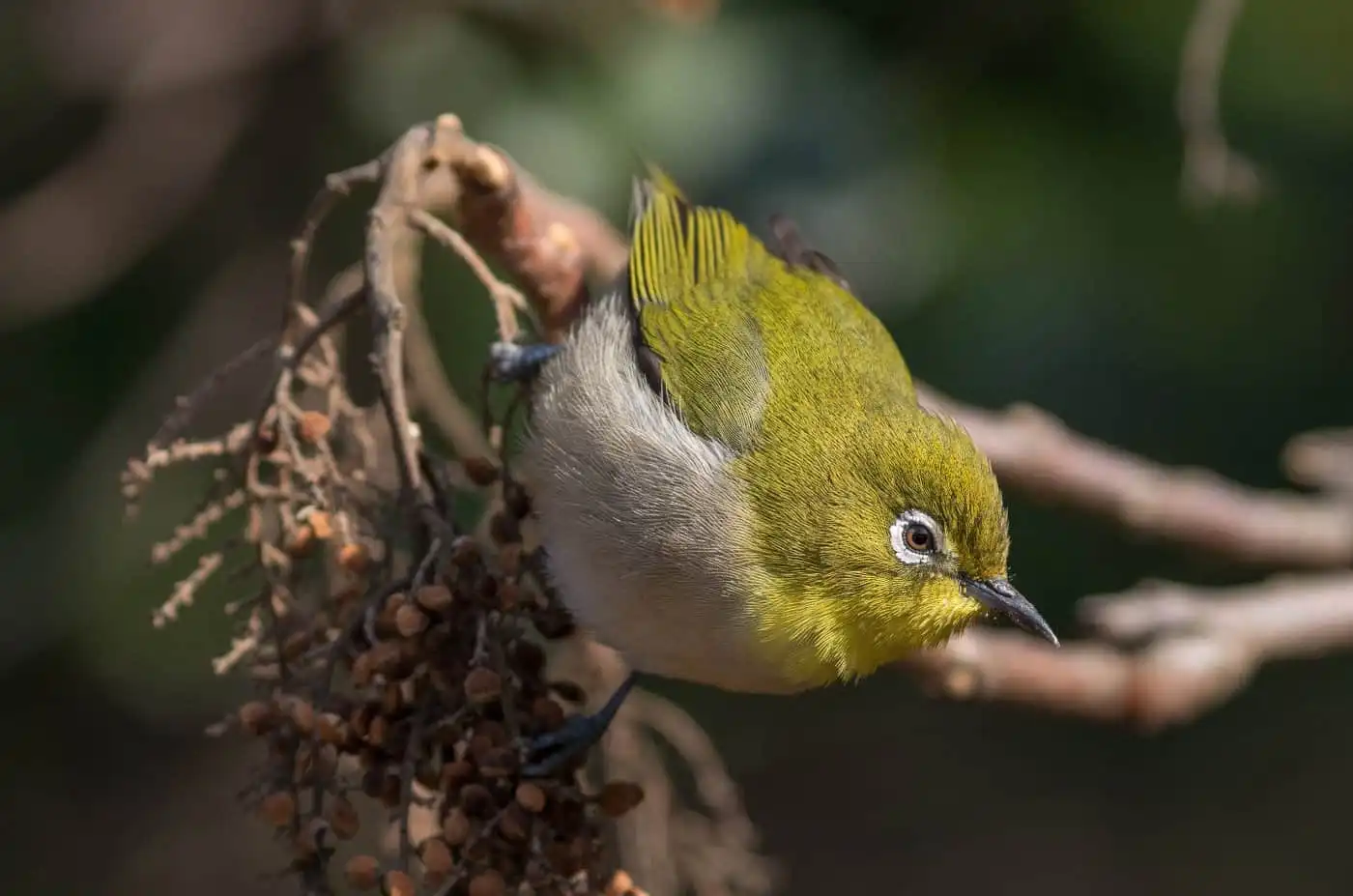 野鳥画像・木の実を食べるメジロの写真