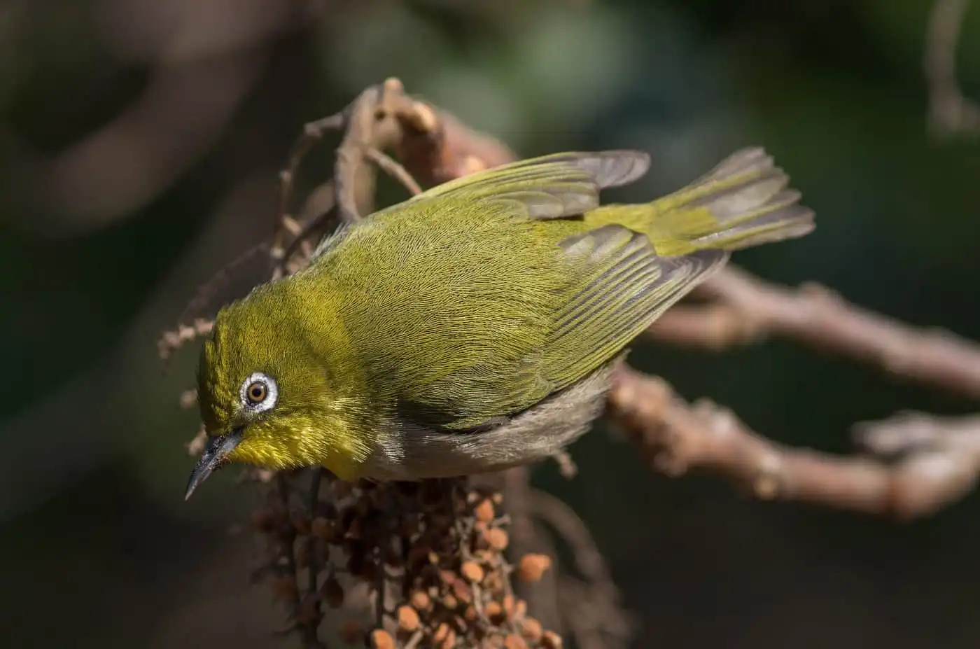 野鳥画像・木の実を食べるメジロの写真