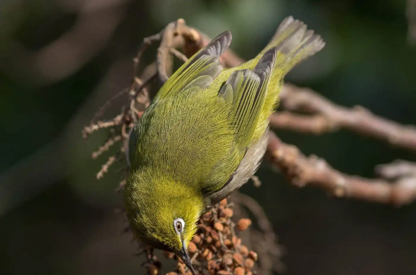 野鳥画像・木の実を食べるメジロの写真