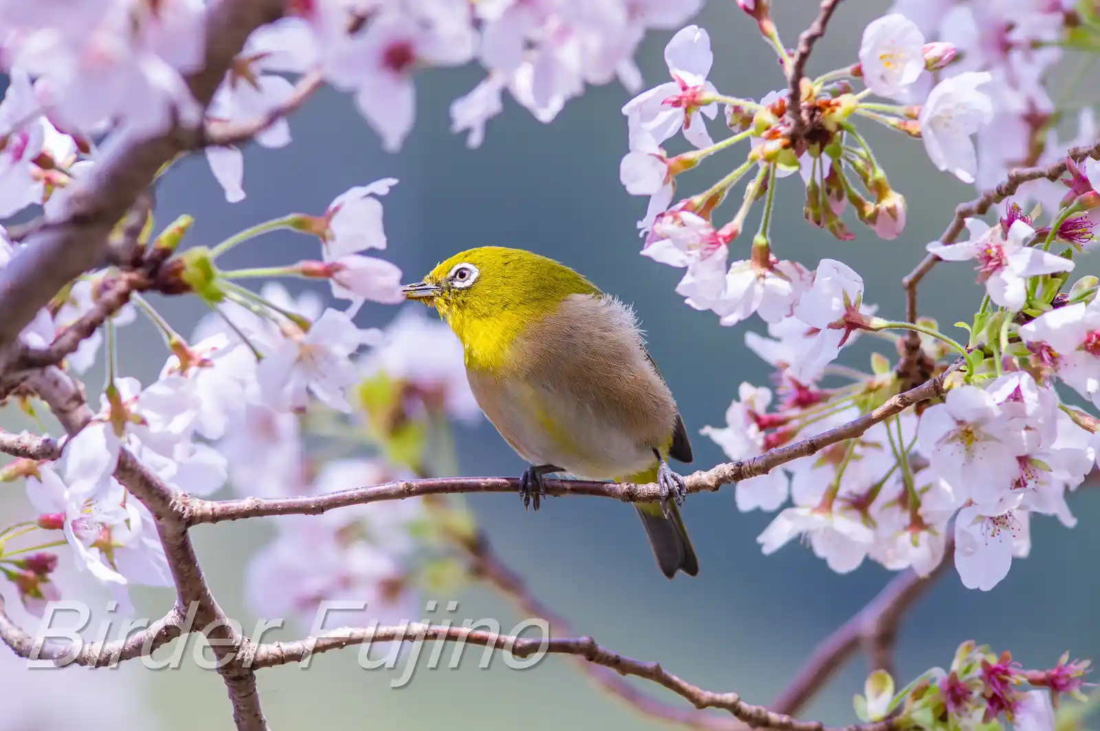野鳥画像・桜の花とメジロの写真