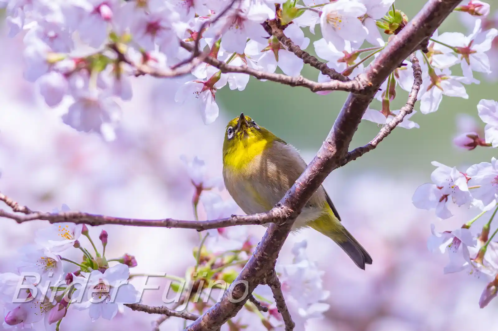 野鳥画像・桜の花とメジロの写真