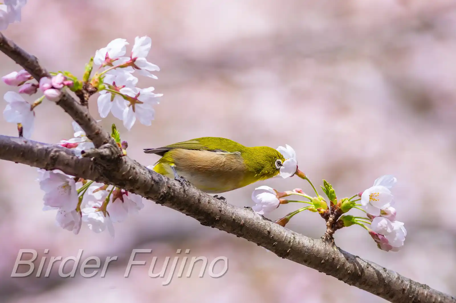 野鳥画像・桜の花とメジロの写真