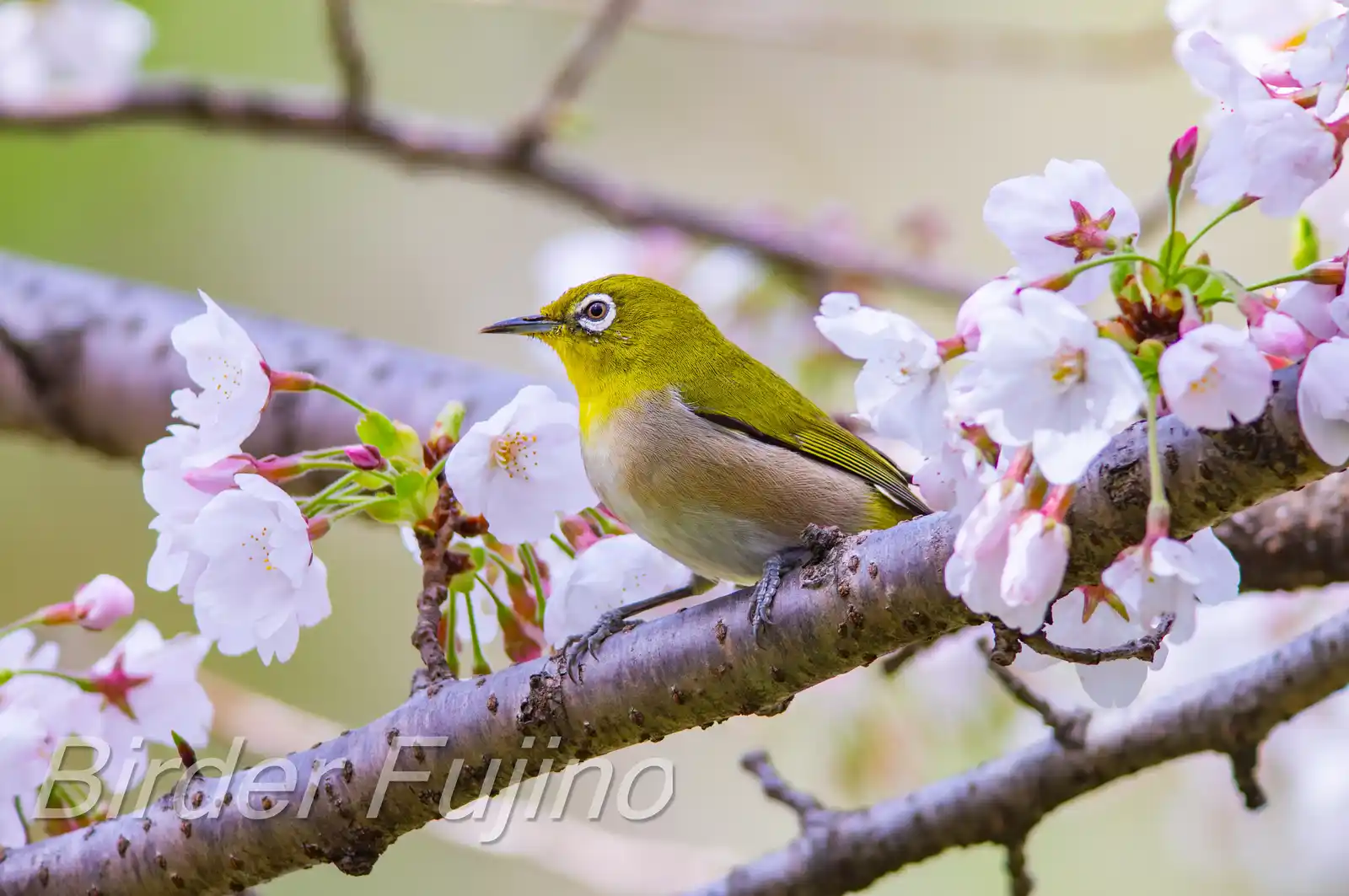 野鳥画像・桜の花とメジロの写真