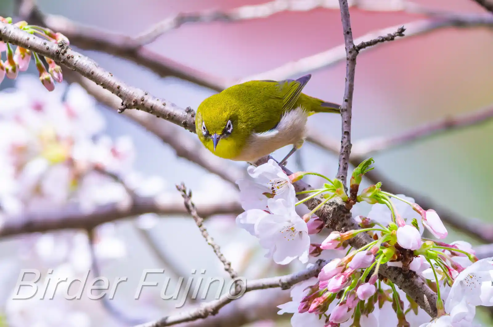 野鳥画像・桜の花とメジロの写真