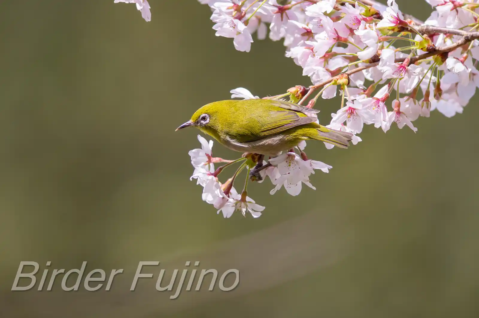 野鳥画像・桜の花とメジロの写真
